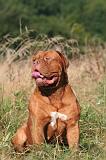 DOGUE DE BORDEAUX 350